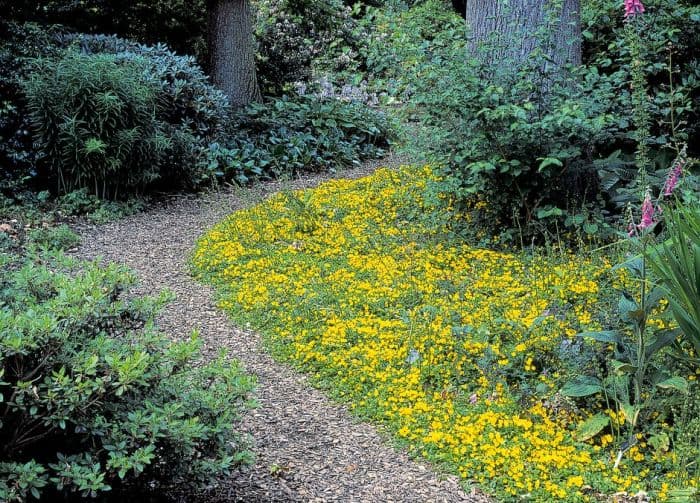 golden creeping Jenny