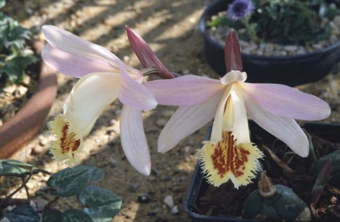 pleione Shantung gx 'Muriel Harberd'