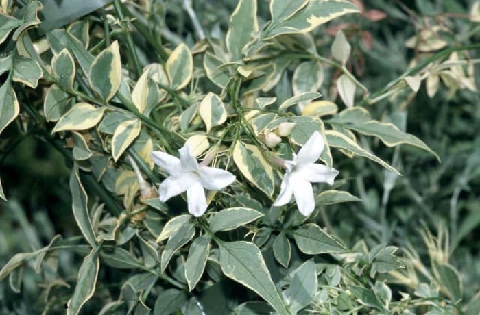 jasmine 'Argenteovariegatum'