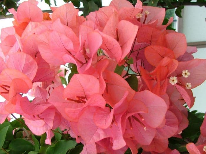 bougainvillea 'Miss Manila'