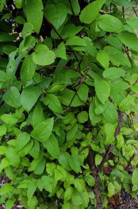 clematis 'Allanah'