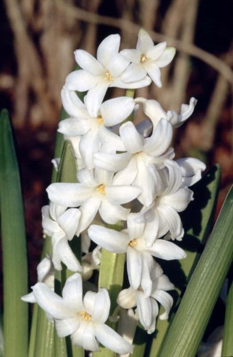 hyacinth 'L'Innocence'