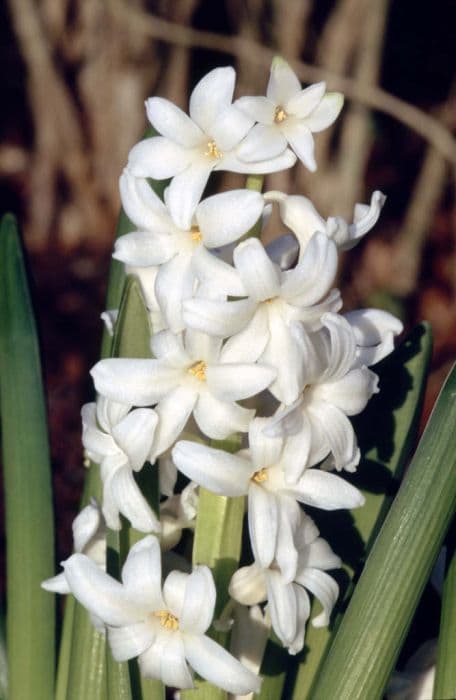 Hyacinth 'L'Innocence'