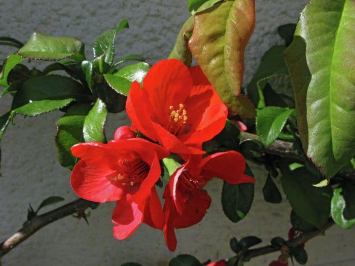 Japanese quince 'Orange Beauty'