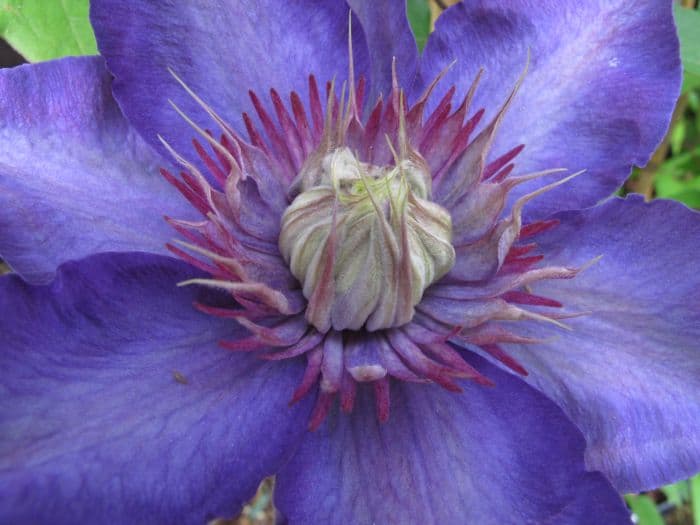 clematis 'Multi Blue'