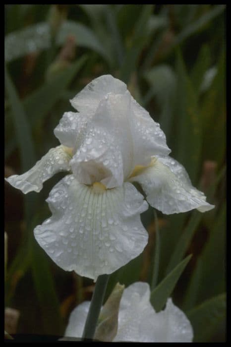 iris 'Designer's Choice'