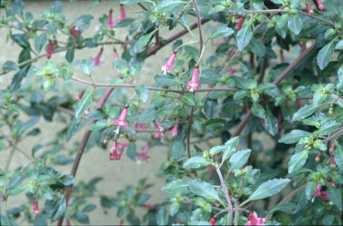 fuchsia 'Lottie Hobby'