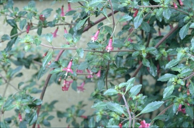 Fuchsia 'Lottie Hobby'