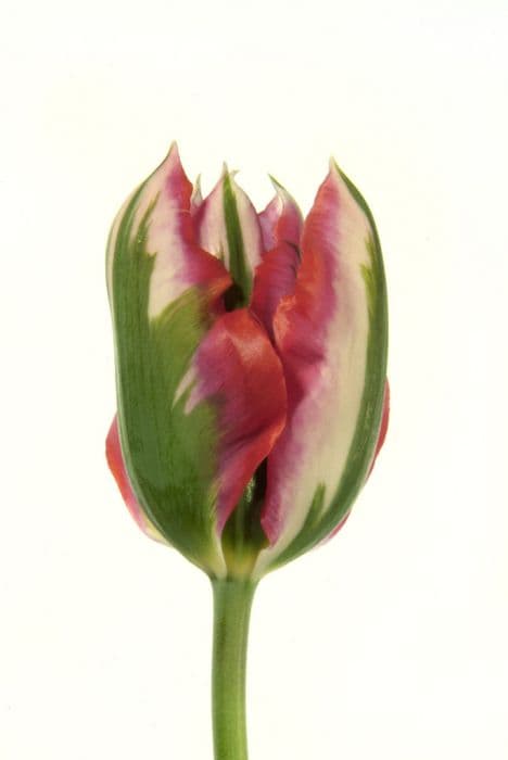 tulip 'Esperanto'