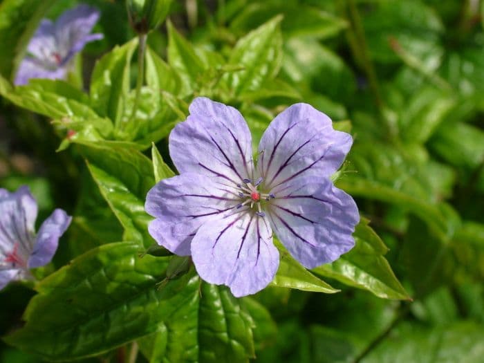 knotted cranesbill 'Svelte Lilac'