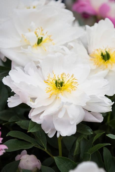 peony 'Miss America'