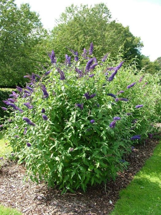 butterfly bush 'Blue Horizon'