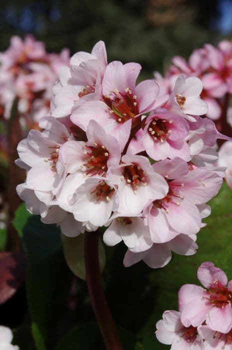 Elephant's ears 'Beethoven'