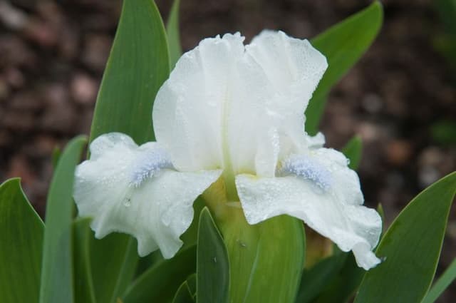 Iris 'Lilli-white'