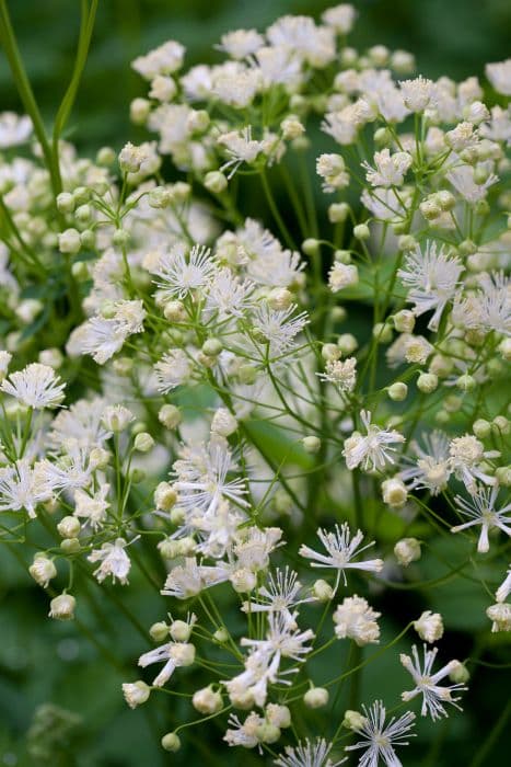 French meadow rue