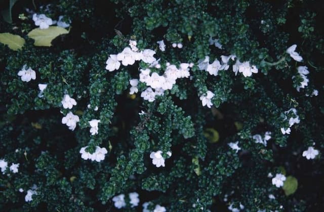 Alpine mint bush