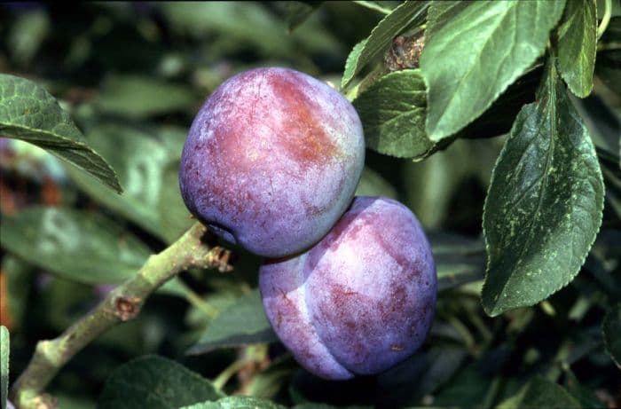 plum 'Blue Tit'