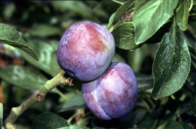 Plum 'Blue Tit'