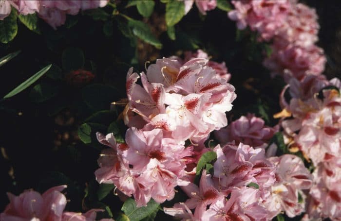 rhododendron 'Furnivall's Daughter'