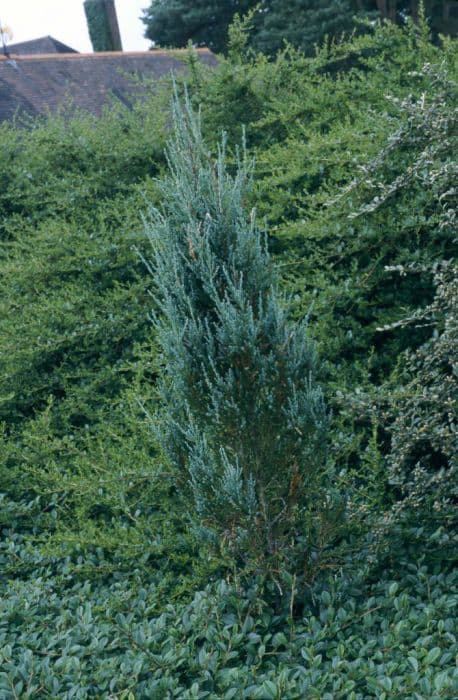 Rocky Mountain juniper 'Blue Arrow'