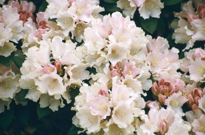 rhododendron 'Dreamland'