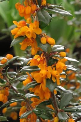 barberry 'Stapehill'