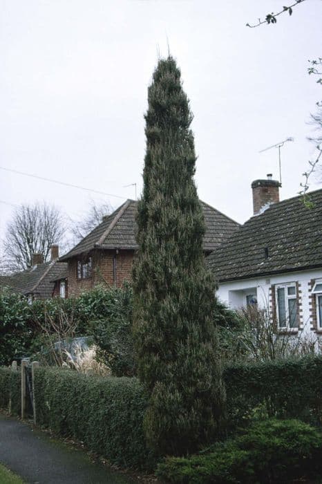 Rocky Mountain juniper 'Skyrocket'