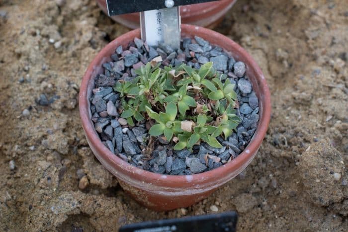 auricula 'Clarence Elliott'