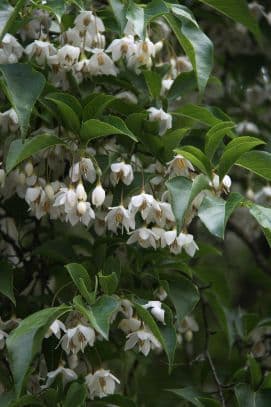 Japanese snowbell 'Fargesii'