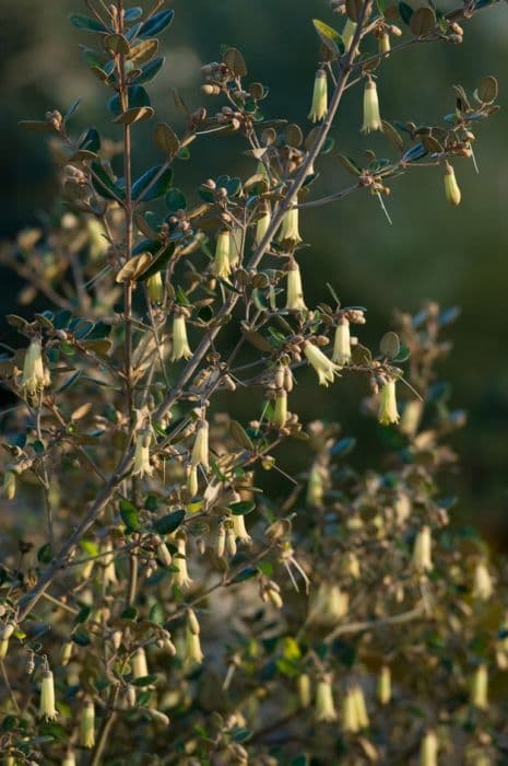 Backhouse Australian fuchsia