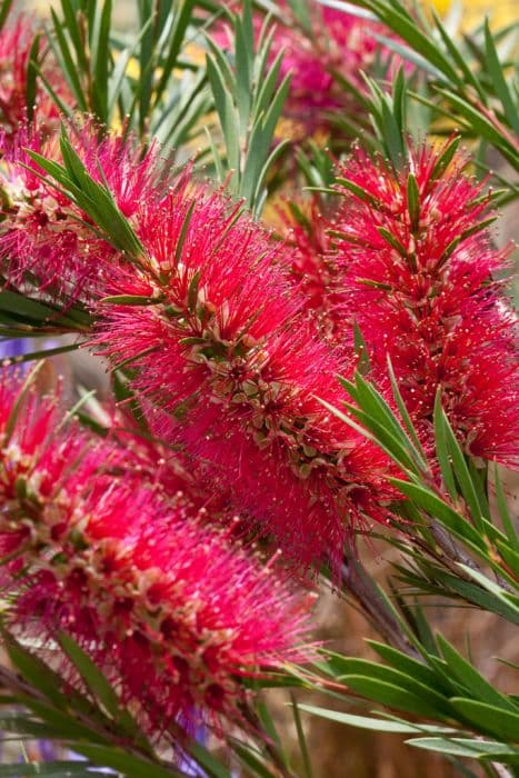 bottlebrush 'Little John'