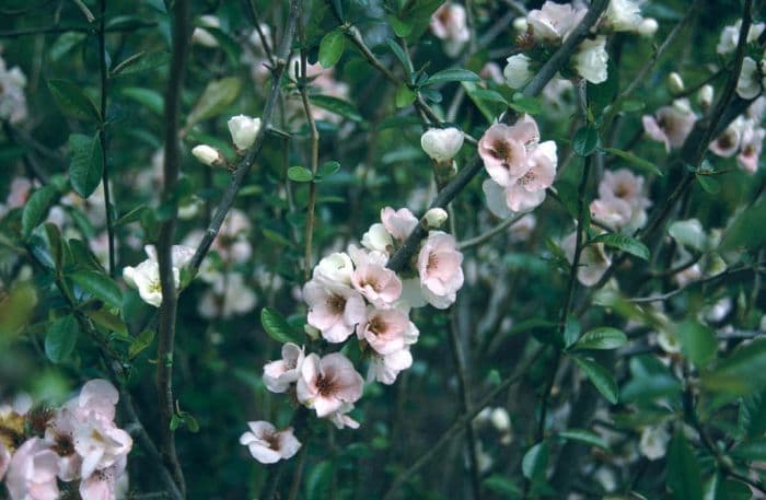 Japanese quince 'Moerloosei'