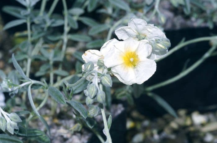 rock rose 'The Bride'