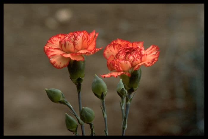 border carnation 'Chris Crew'