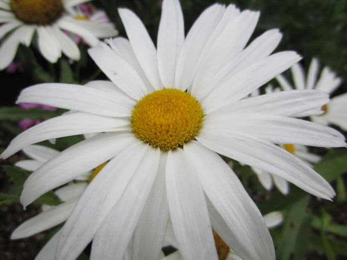 Shasta daisy 'Silberprinzesschen'