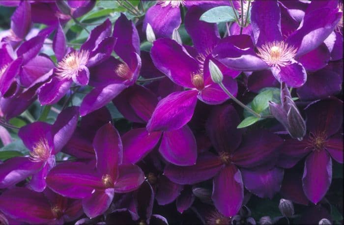 clematis 'Madame Grangé'