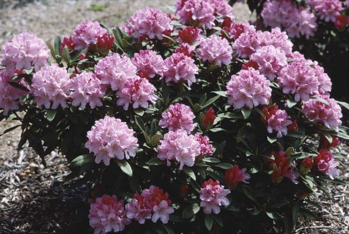 rhododendron 'Pink Cherub'