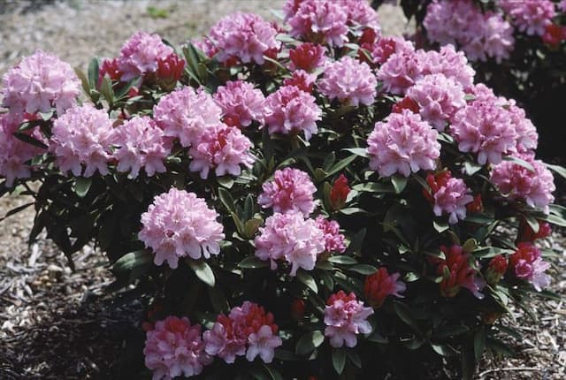 Rhododendron 'Pink Cherub'