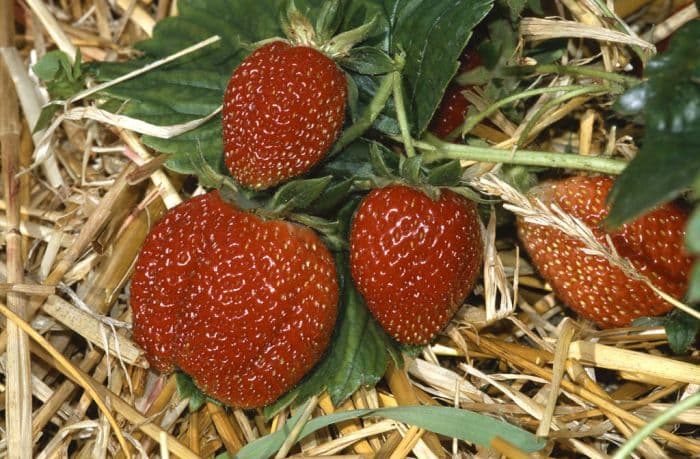 strawberry 'Rhapsody'