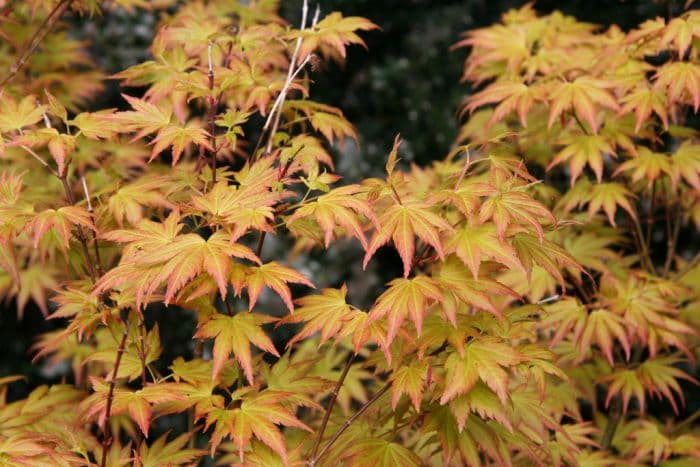 Japanese maple 'Orange Dream'