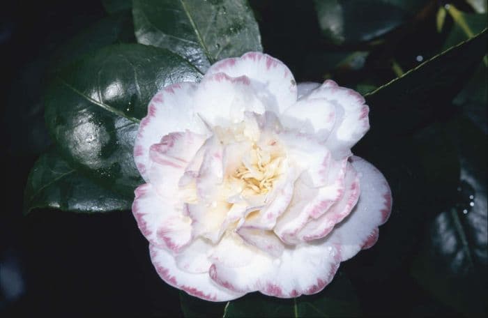 camellia 'Margaret Davis Picotee'