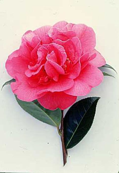 camellia 'Wilber Foss'