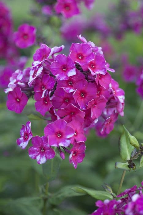 perennial phlox 'Newbird'