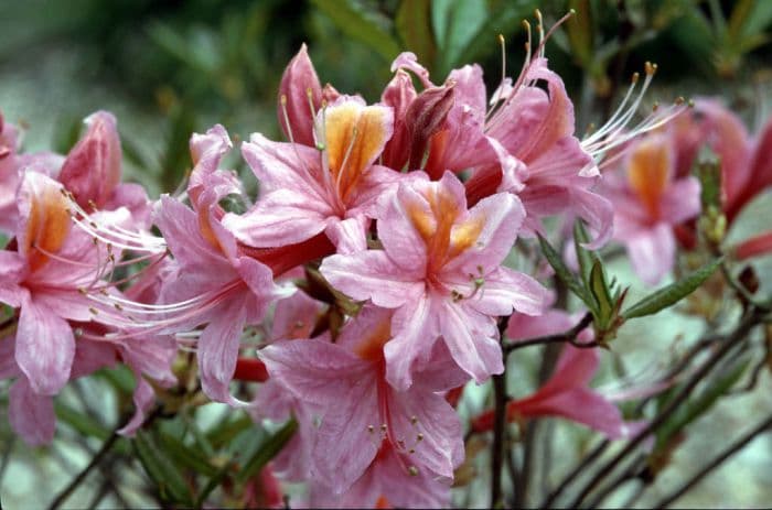 rhododendron 'Pucella'