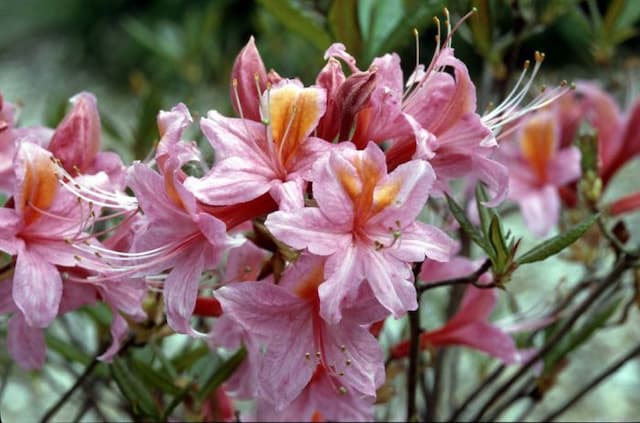 Rhododendron 'Pucella'