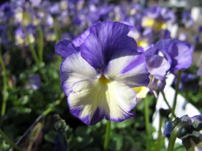 viola 'Columbine'