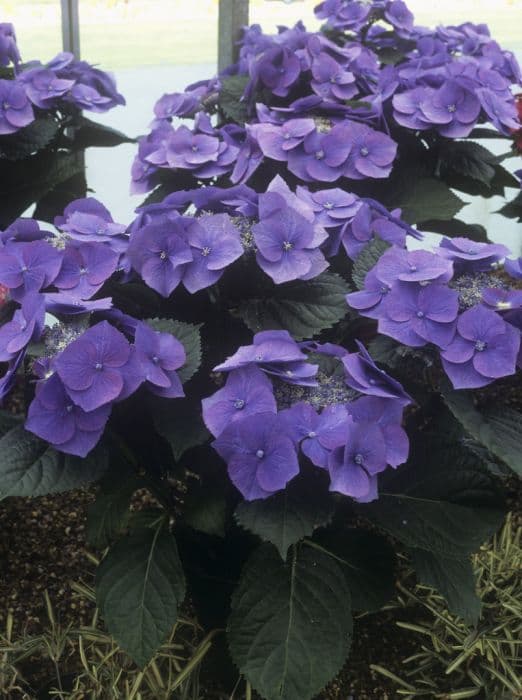 hydrangea 'Blaumeise'