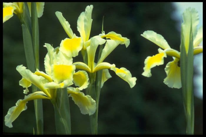 iris 'Shelford Giant'