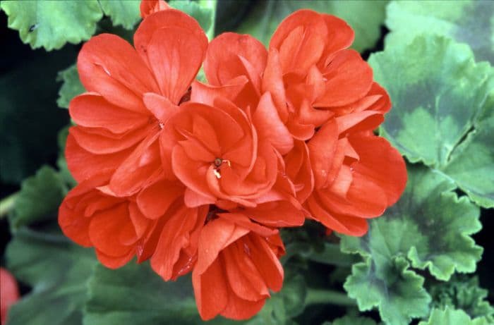 pelargonium 'Irene Toyon'