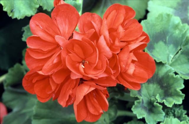 Pelargonium 'Irene Toyon'